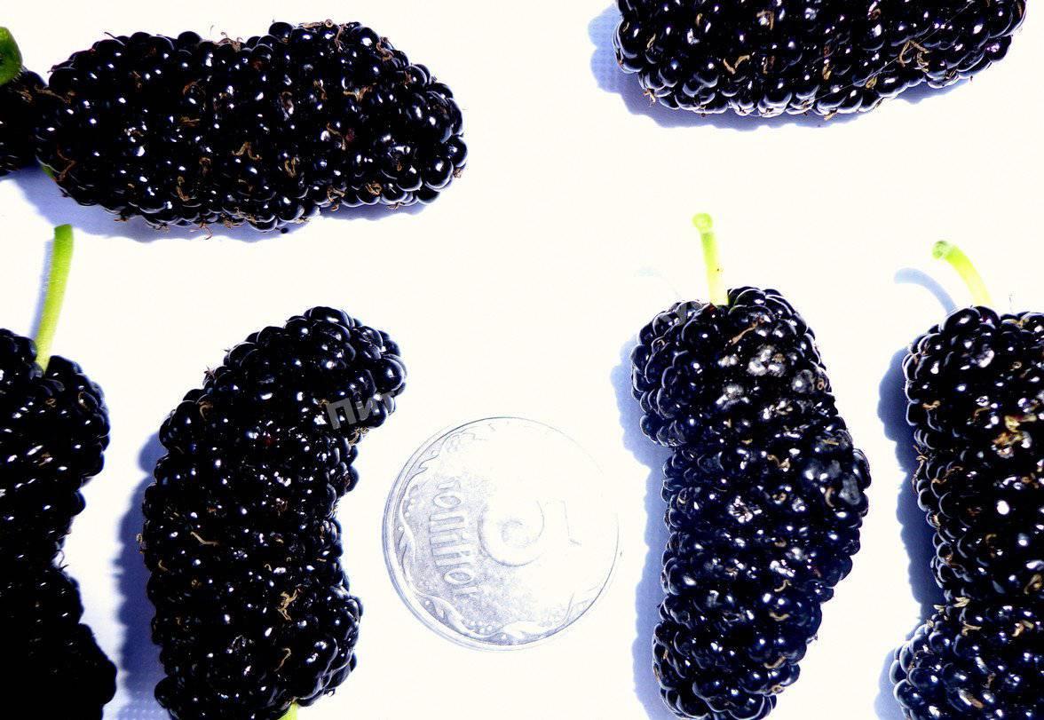 Шелковица Черная королевская