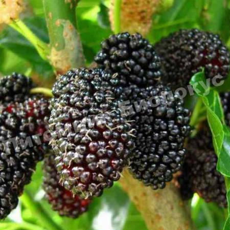 Шелковица Черная Тульская