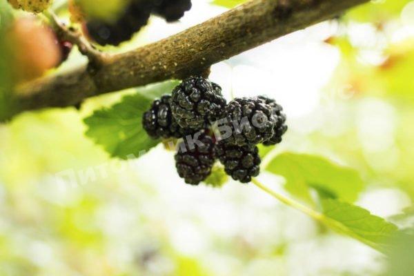 Шелковица Королевская Пара