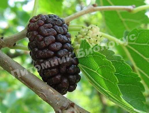 Шелковица Медуничка