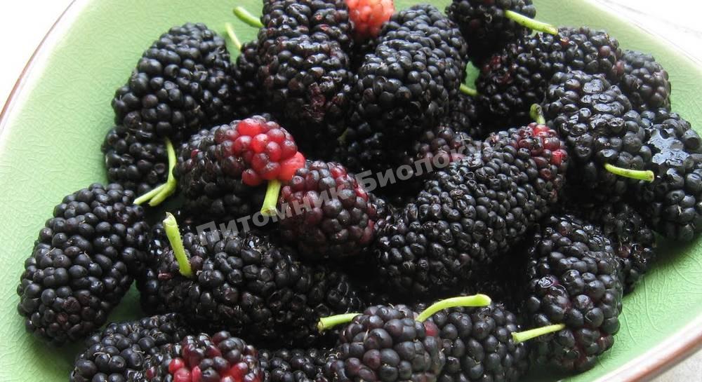 Шелковица Надежда