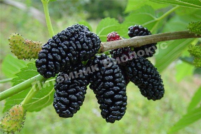 Шелковица Нигра