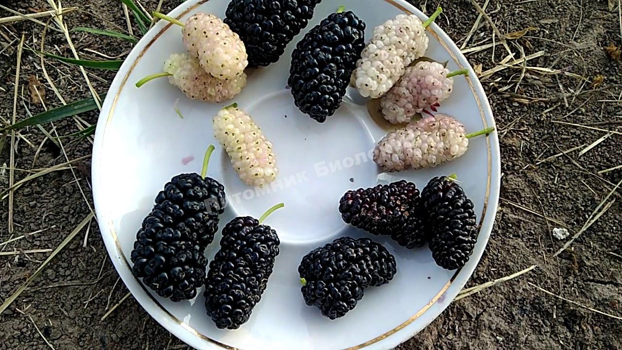 Шелковица Шелли