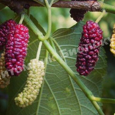 Шелковица Смоленская розовая