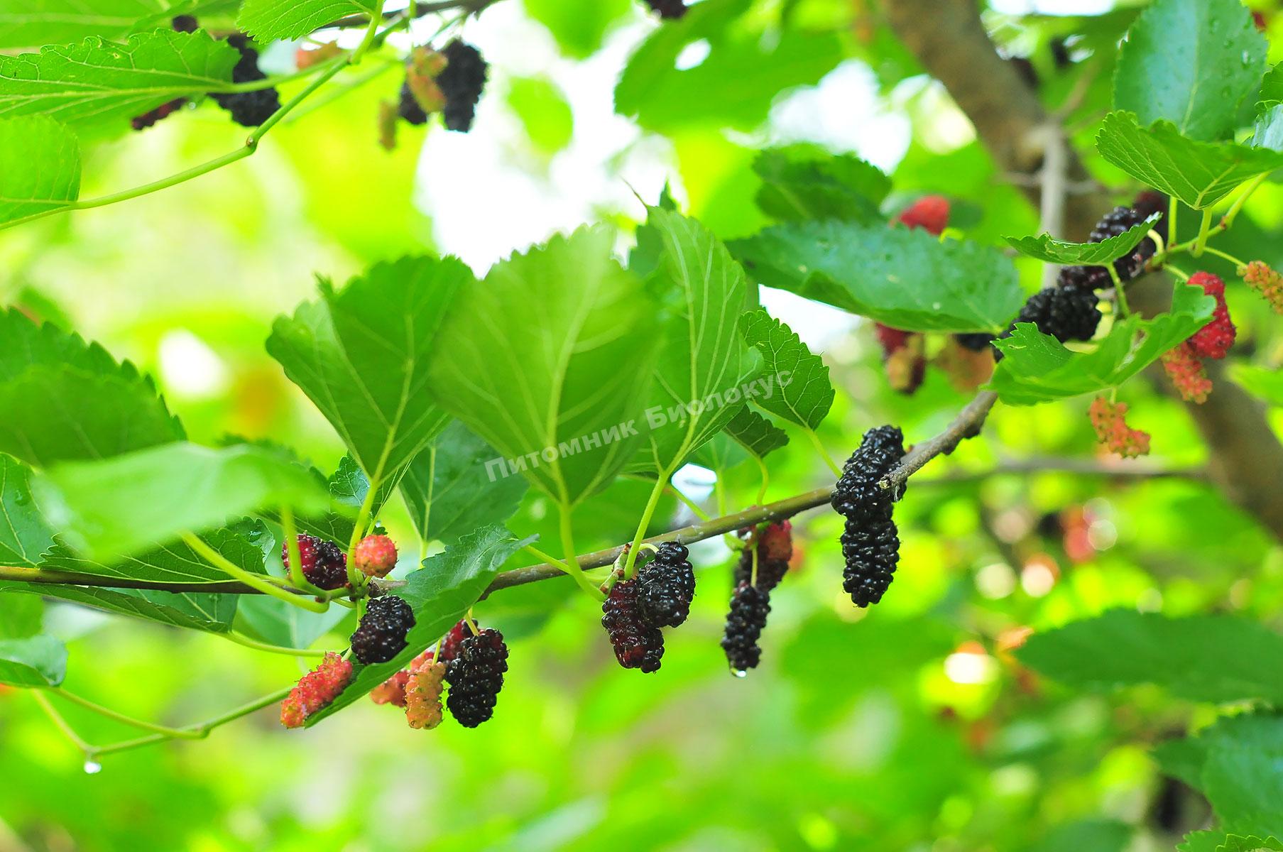 Шелковица Спирата