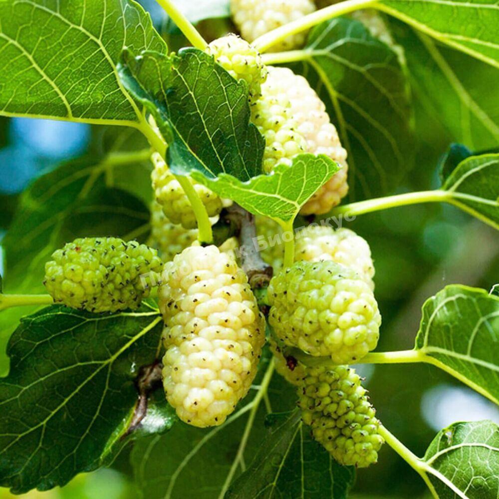 Шелковица Стамбульская Белая