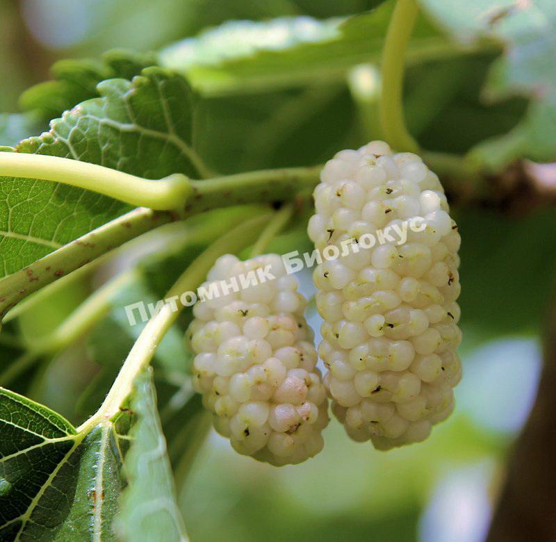 Шелковица Белая