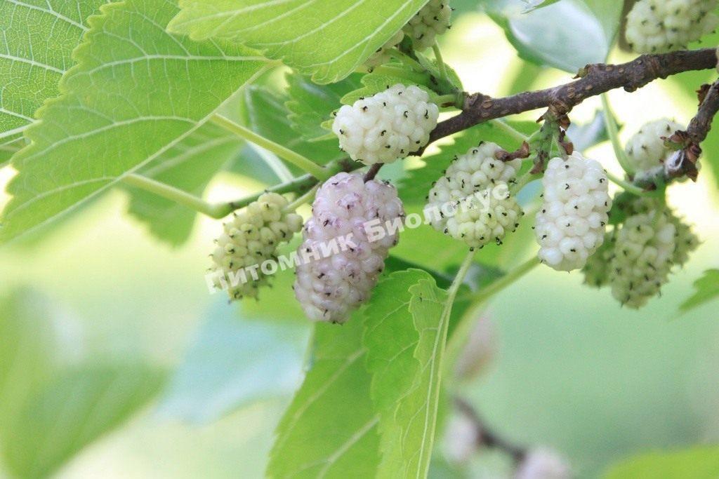 Шелковица Белая нежность