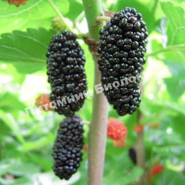 Шелковица Черный Принц