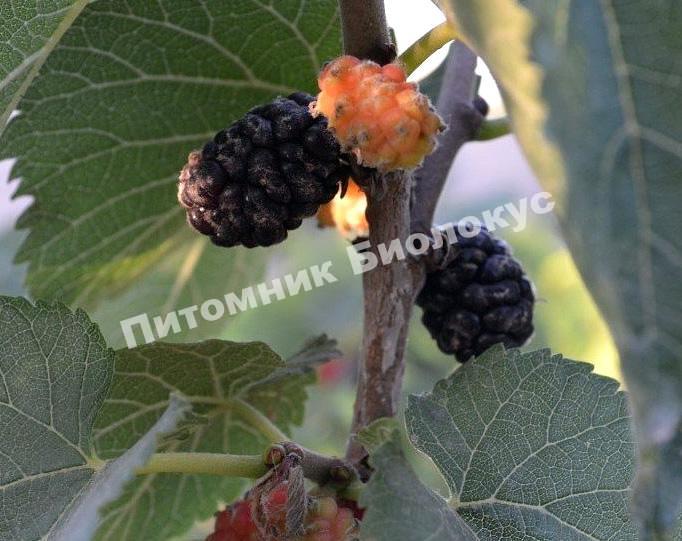 Шелковица Хартут