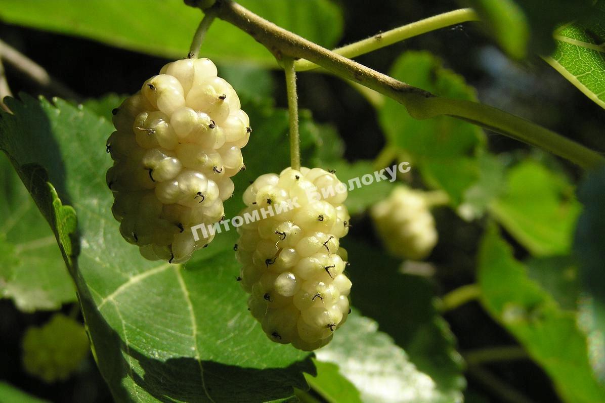 Шелковица Медуничка (белая)