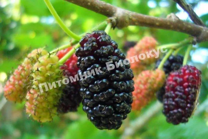 Шелковица Ровани