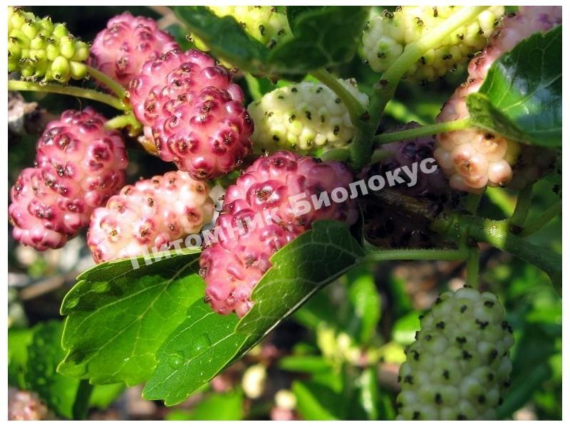 Шелковица Розовая медовая