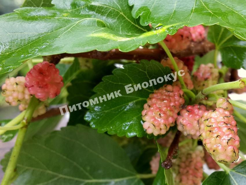 Шелковица Шанс