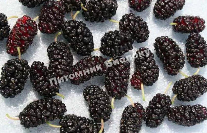 Шелковица Смуглянка