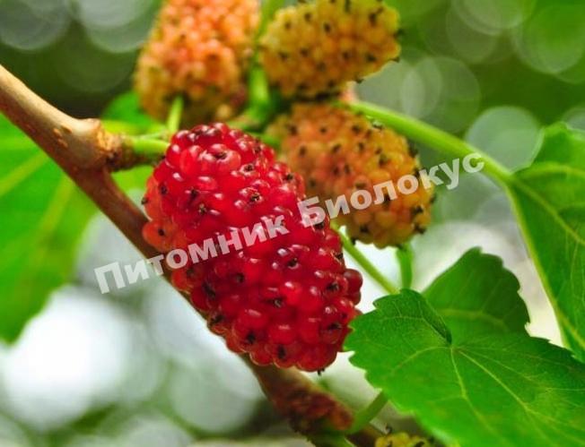 Шелковица Украинская