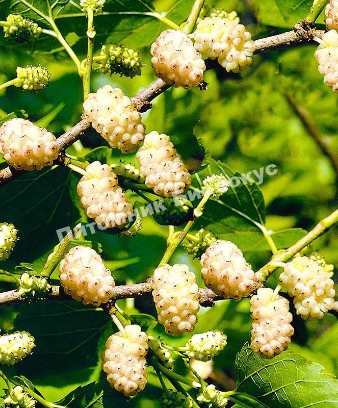 Шелковица Виктория