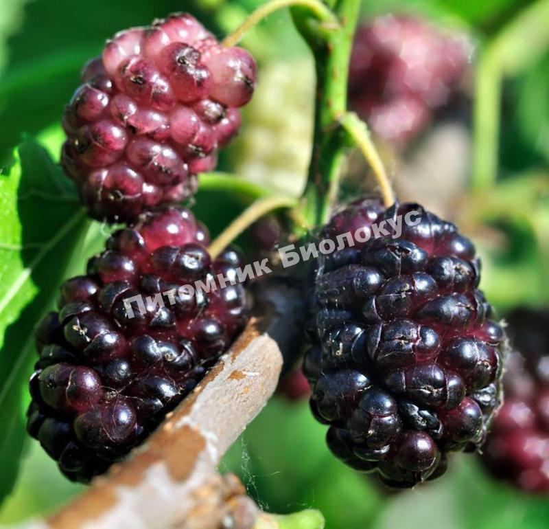 Шелковица Владимирская