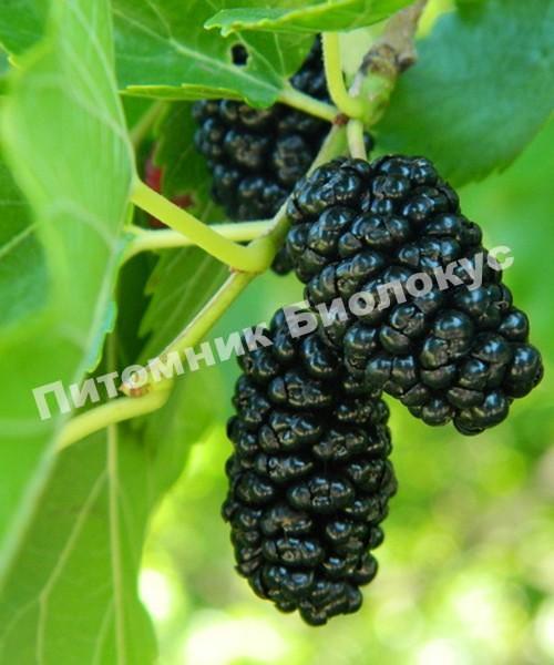 Шелковица Черная Бароннесса