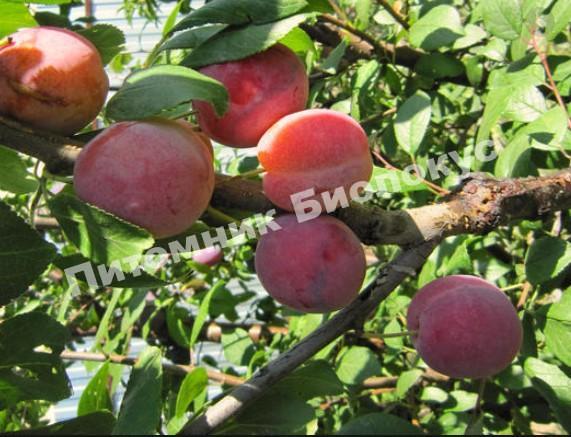 Алыча Нектаринная ароматная