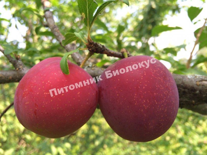 Алыча Дынная