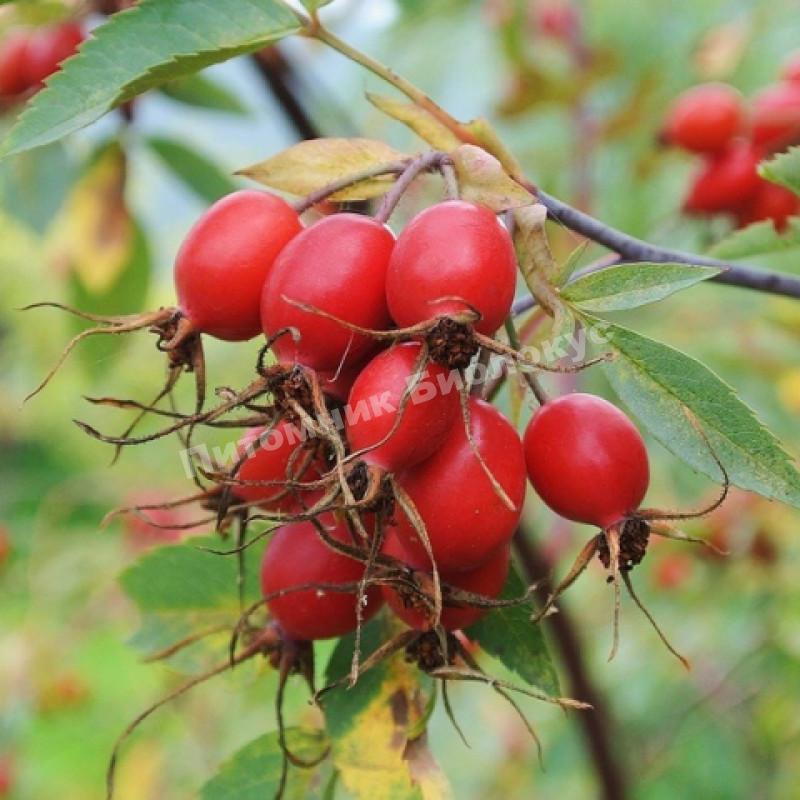 Шиповник Багряный