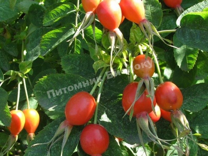 Шиповник Глобус