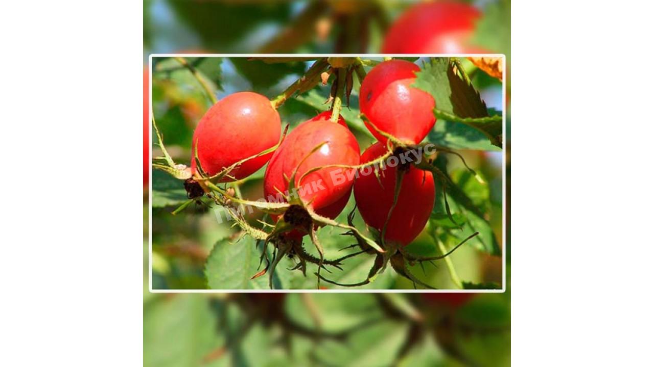 Шиповник Крупноплодный ВНИВИ