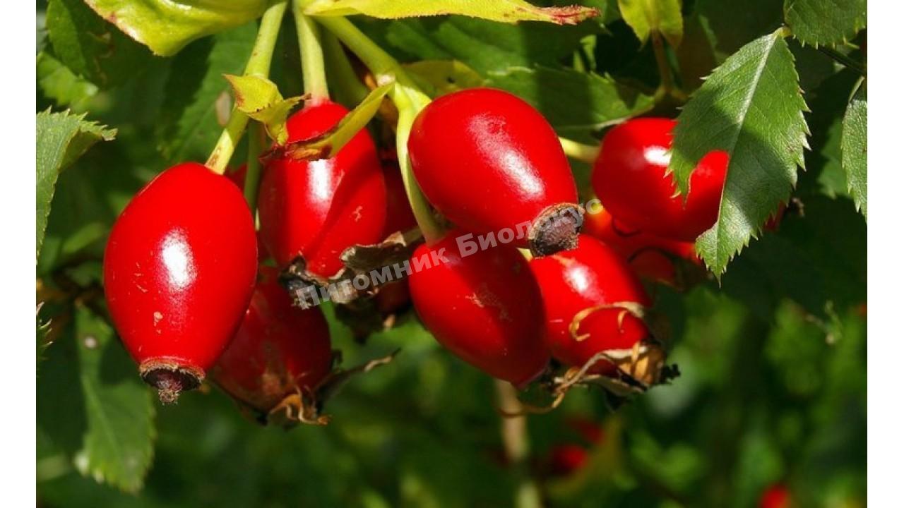 Шиповник Луч