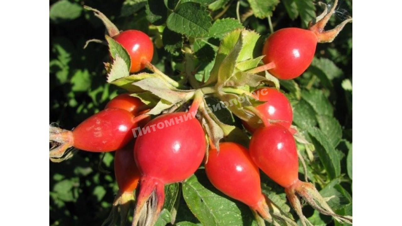 Шиповник Витаминный ВНИВИ