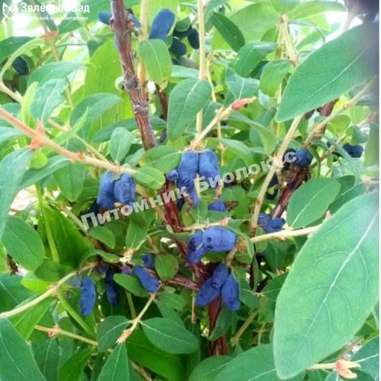 Жимолость Длинноплодная