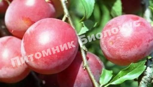 Алыча Субхи ранняя