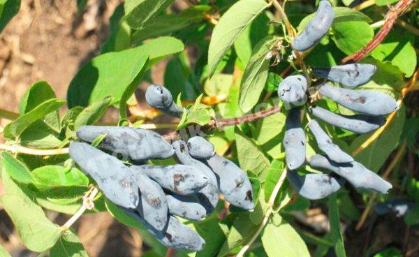 Жимолость камчатская Сибирячка