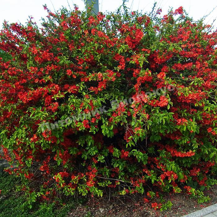 Айва японская Сидо