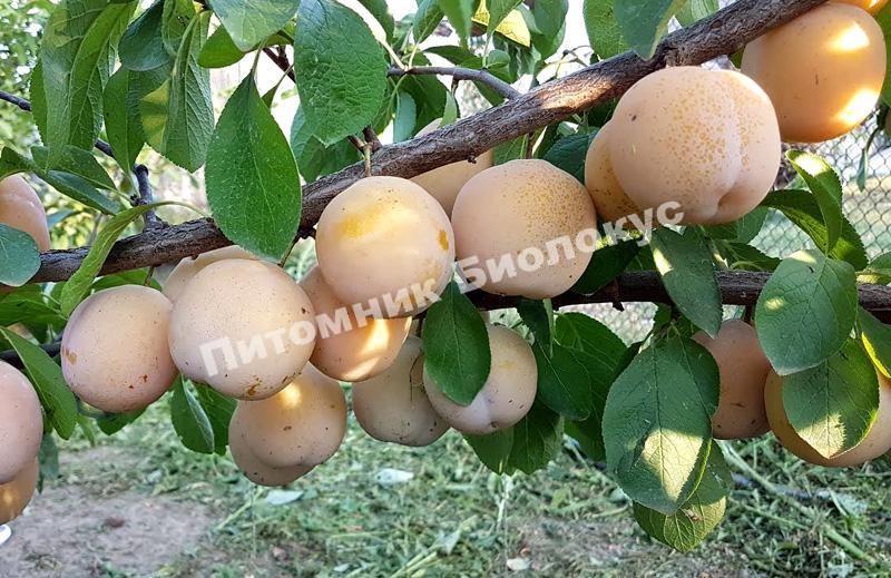 Слива Афаска желтая