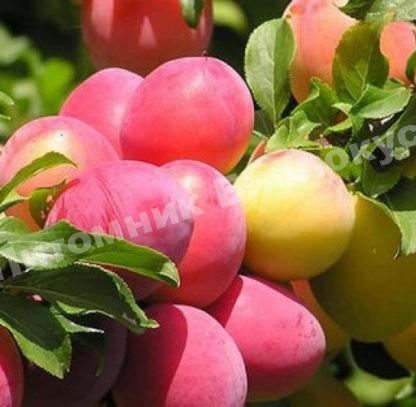 Слива Алтайская юбилейная