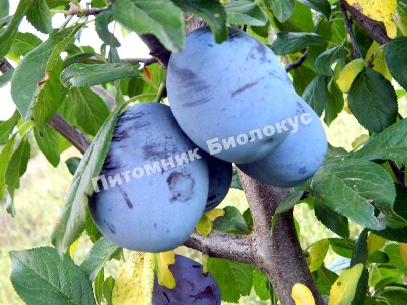 Слива Амерс