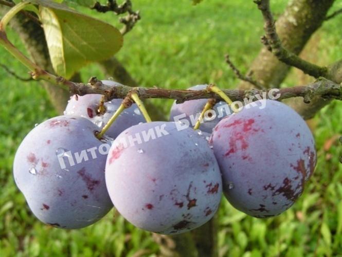 Слива Баллада