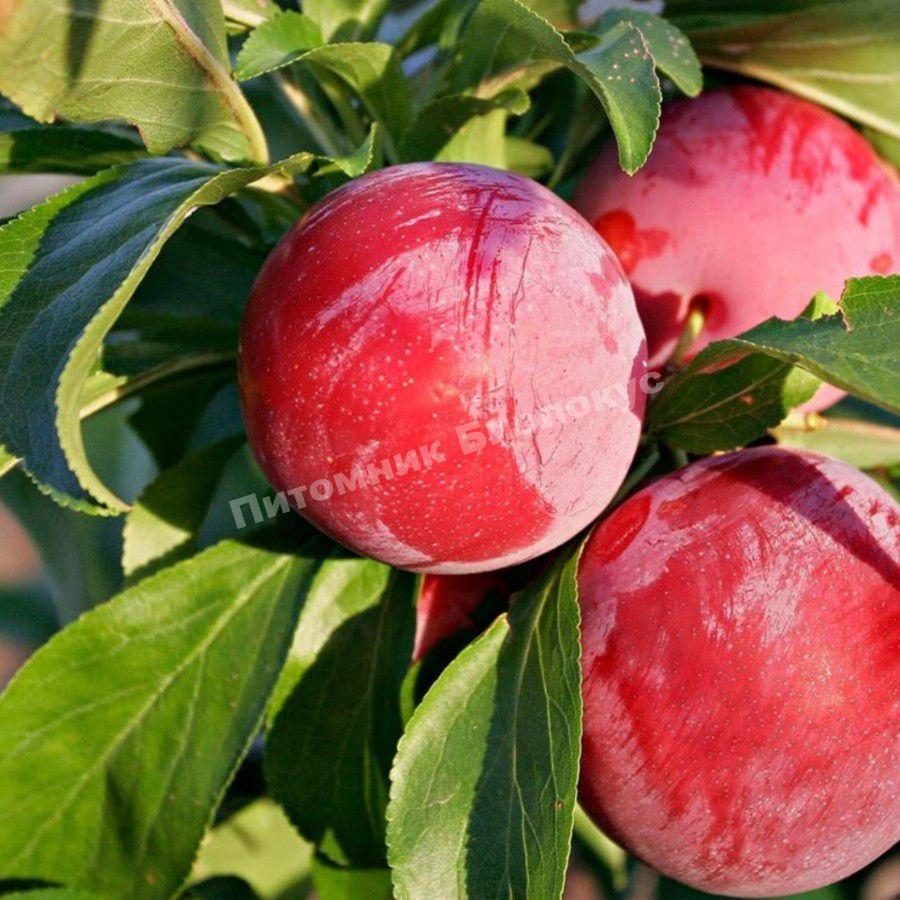 Слива Бербанк Гигант