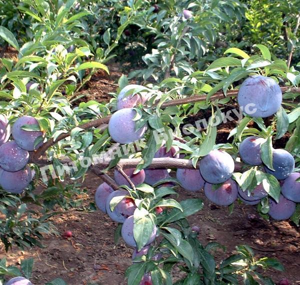 Слива Блэк Даймонд