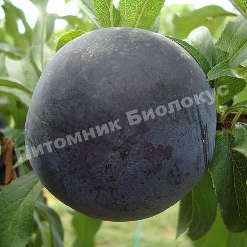 Слива Блек Стар