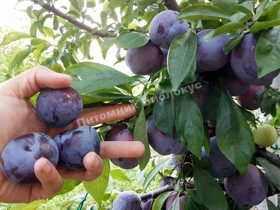 Слива Блю Кармен