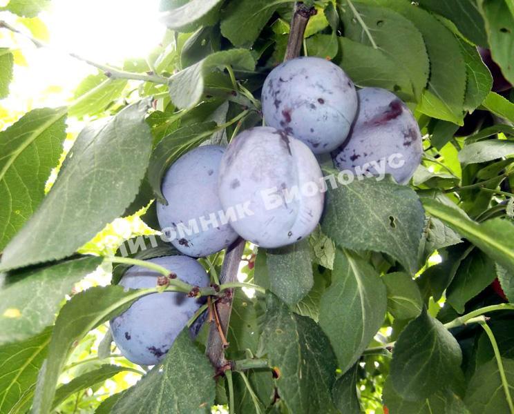 Слива Блю Фри
