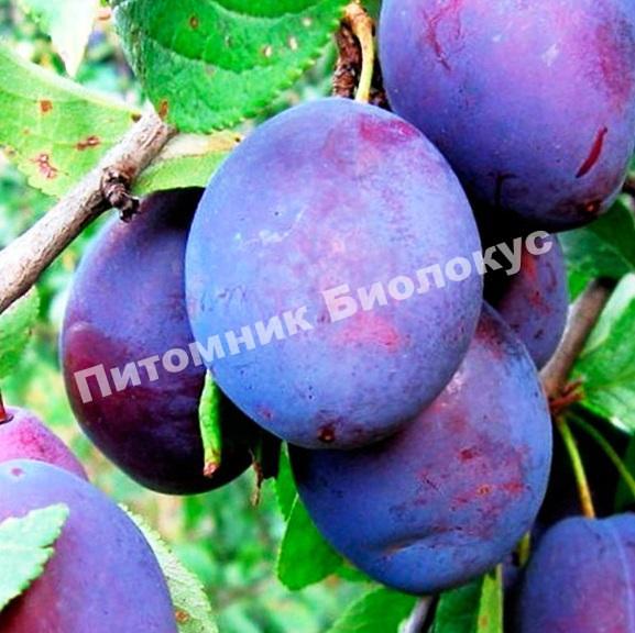 Слива Богатырская синяя