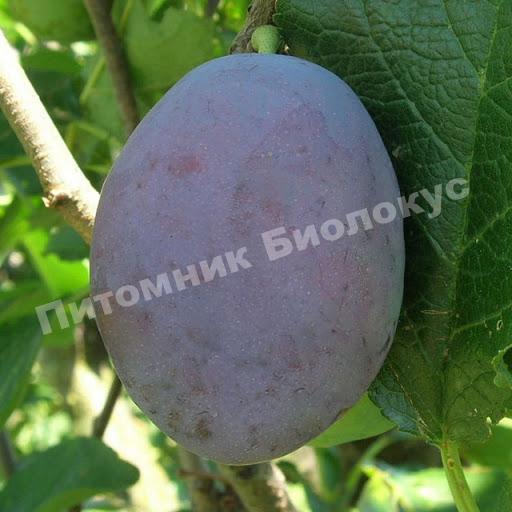 Слива Чачакская крупноплодная