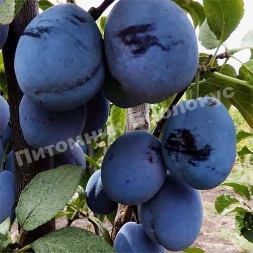 Слива Чачакская Лепотика