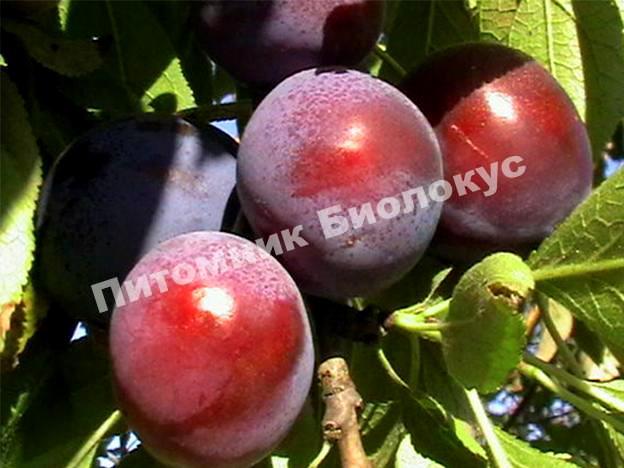 Слива Чародейка