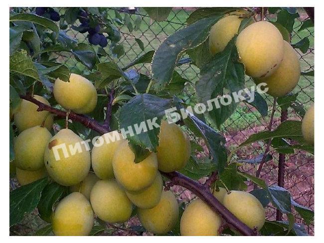 Слива Джефферсон