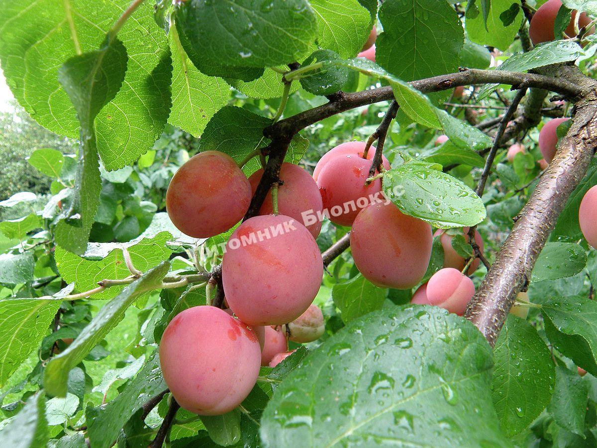 Слива Эмма Липперман