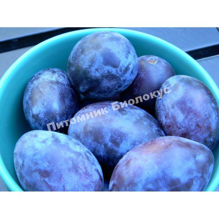 Слива Эмпресс